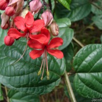 Clerodendrum × speciosum W.Bull